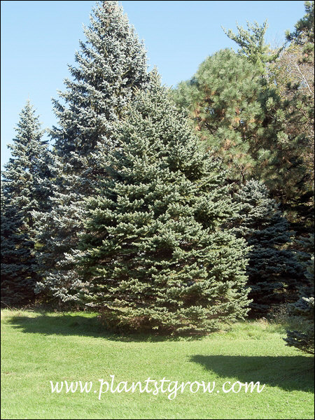 An all green Colorado Spruce growing in front of some of the more typically used bluish versions.